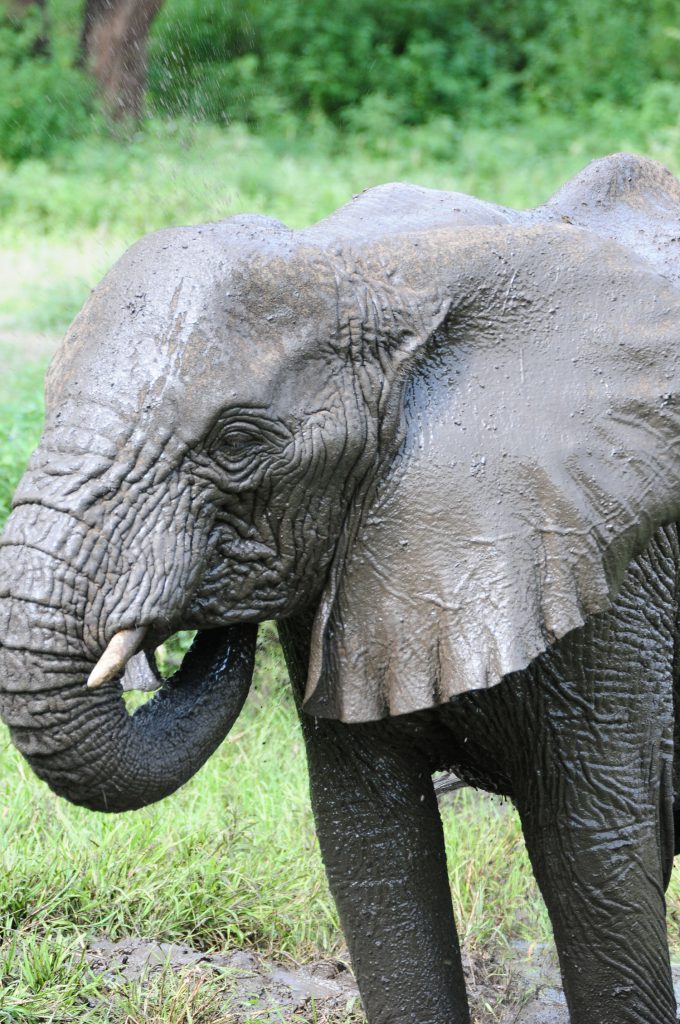 Gibbs Farm - Ngorongoro Elephants in Tanzania