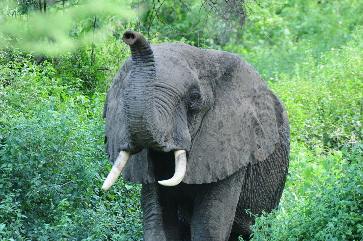 Tembo is the Kiswahili word for Elephant. The Ngorongoro elephants are attracted to Gibb’s Farm and can be frequently heard trumpeting nearby.