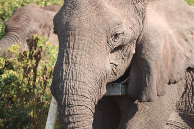 Gibbs Farm - Ngorongoro Elephants in Tanzania