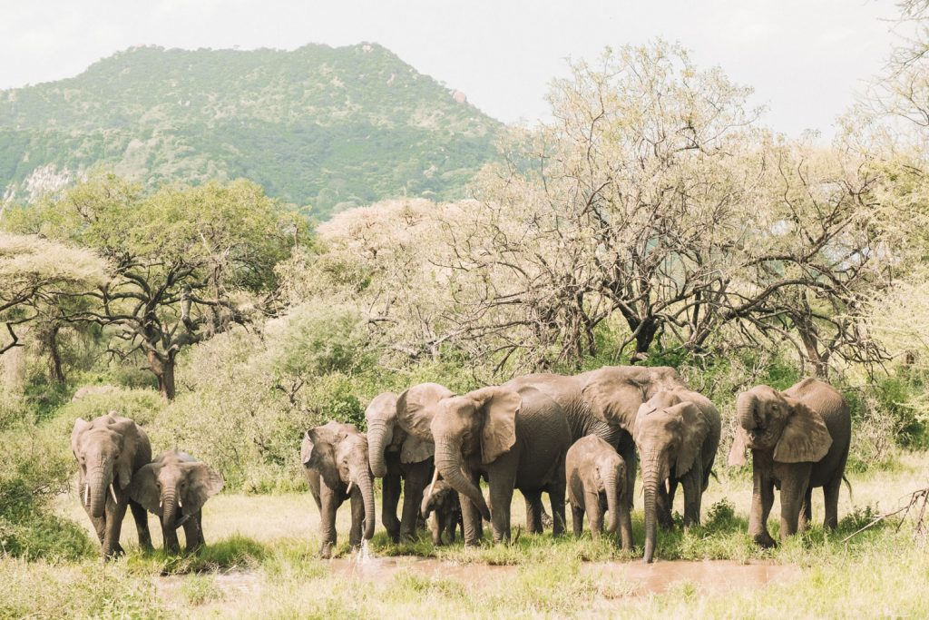 Gibb's Farm Purposeful Travel in Tanzania