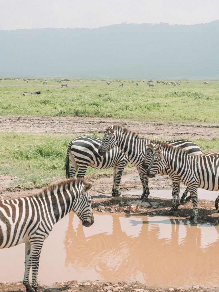 Gibb's Farm Purposeful Travel in Tanzania