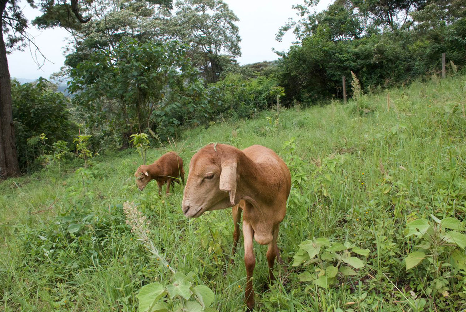 Introducing Rusty and Rosie, our Red Maasai Sheep!