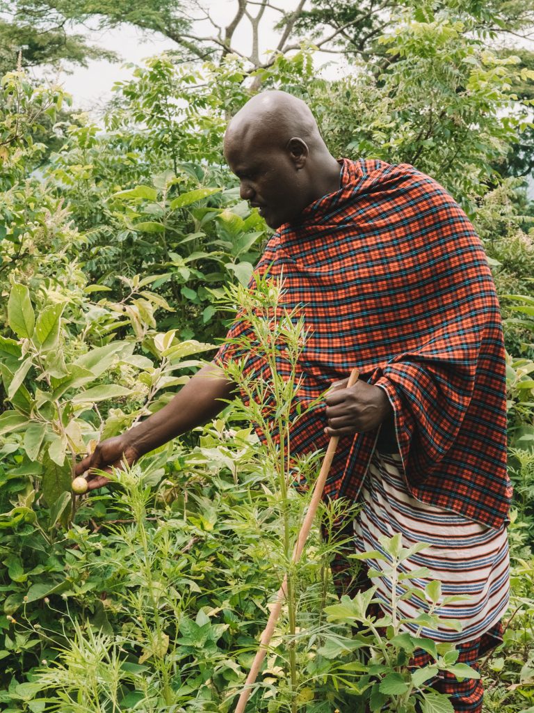 Gibb's Farm - Slow Safari medicinal walks