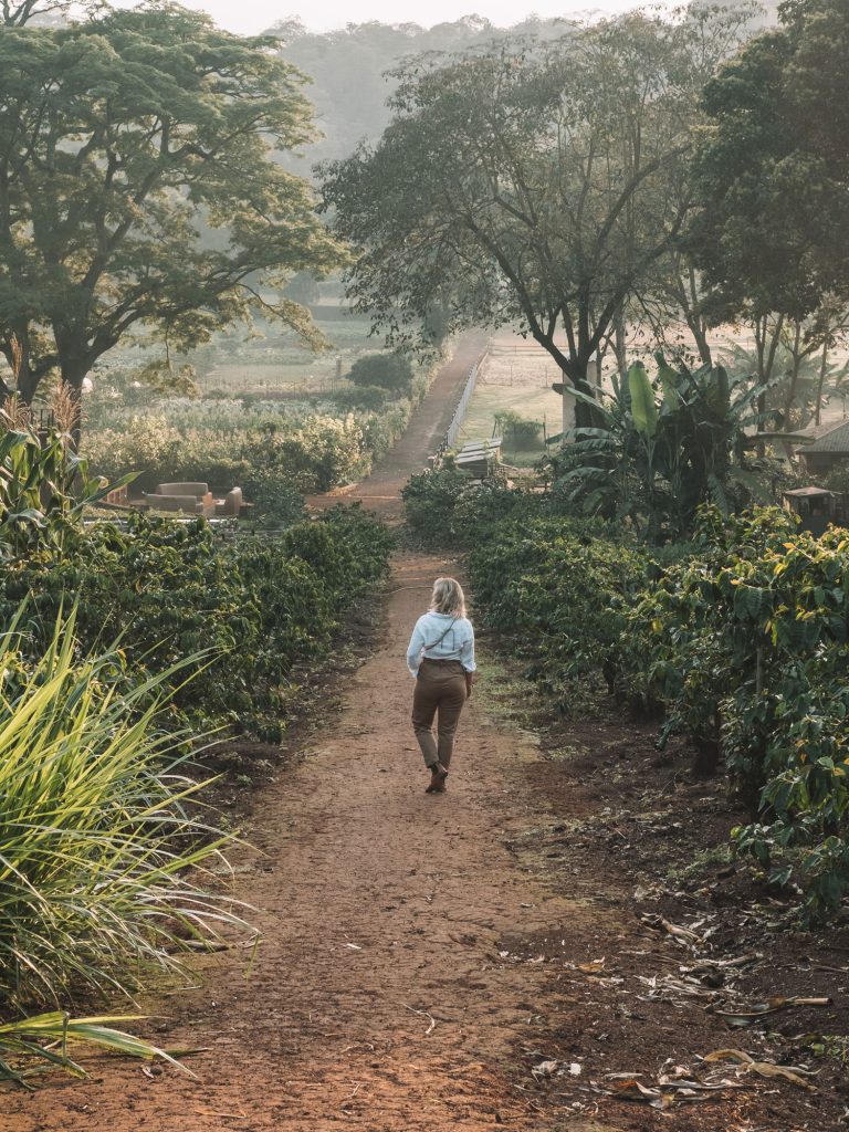 Gibb's Farm - Slow Safari