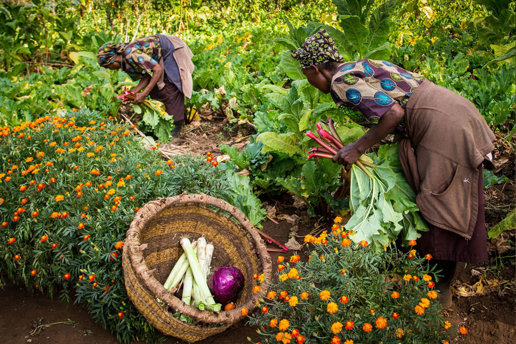 Gibb's Farm - Sustainability projects in Tanzania