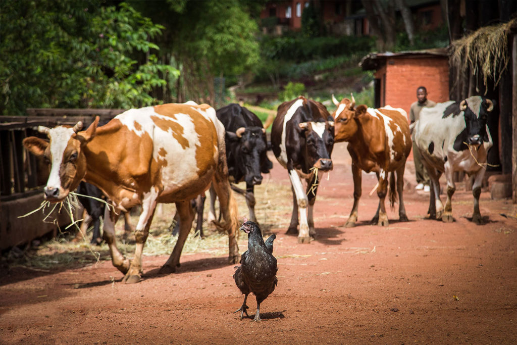 Gibb's Farm - Sustainability projects in Tanzania