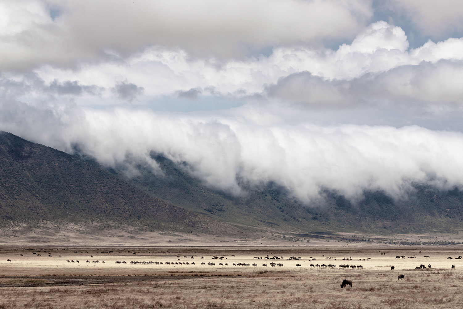 There are two rainy seasons in Tanzania, and we are waiting for the short rains called the Vuli, which usually occur in late October and into November.