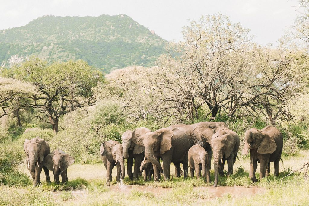 Gibb's Farm - Top safari lodge in Tanzania